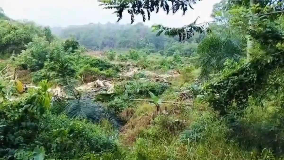 Gajah Tembus Pagar Listrik: Ketika Kebun dan Habitat Saling Bertabrakan