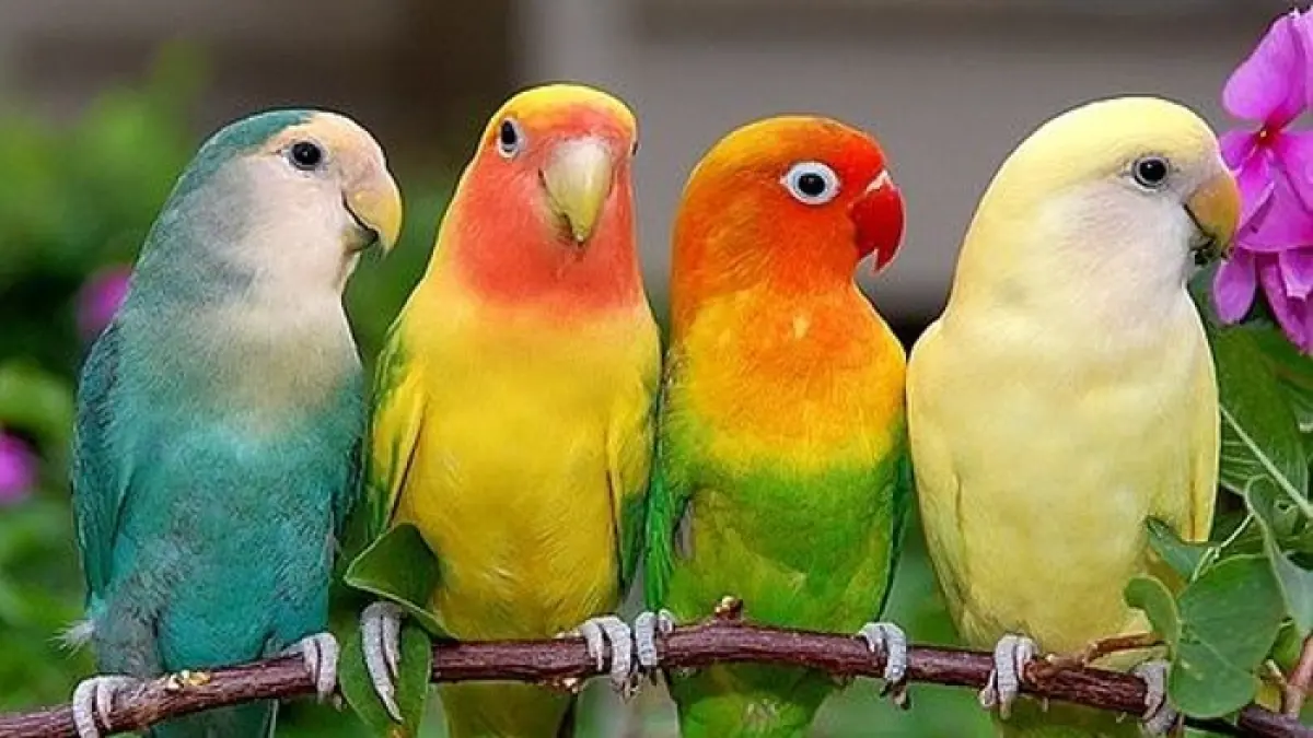 7 Tips Perawatan Lovebird Harian untuk Suara Panjang dan Gacor