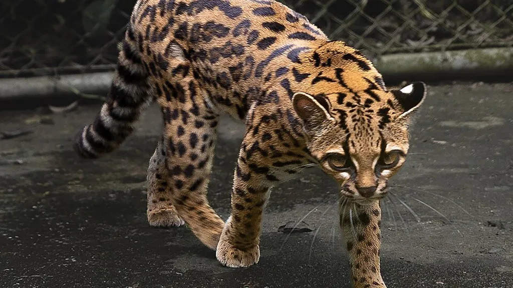 Katak Baru dari Hutan Amazon dan Ujian Serius bagi Konservasi Global