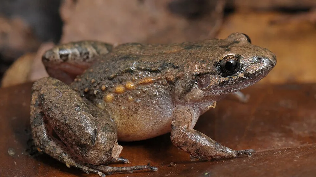 Katak Baru dari Hutan Amazon dan Ujian Serius bagi Konservasi Global