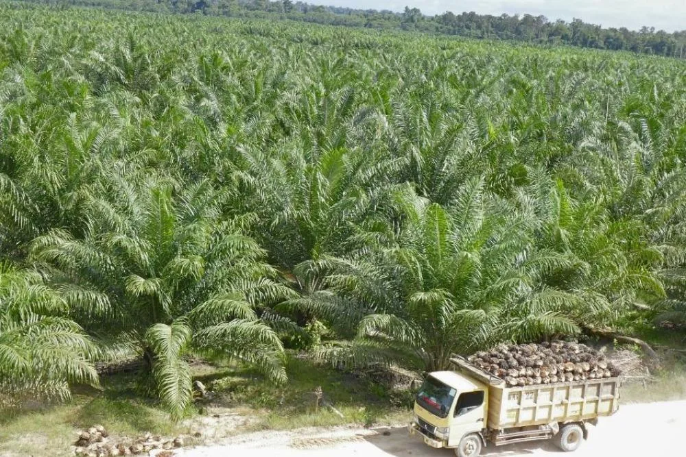 Tumpang Tindih Regulasi Menggerus Daya Saing Sawit Global