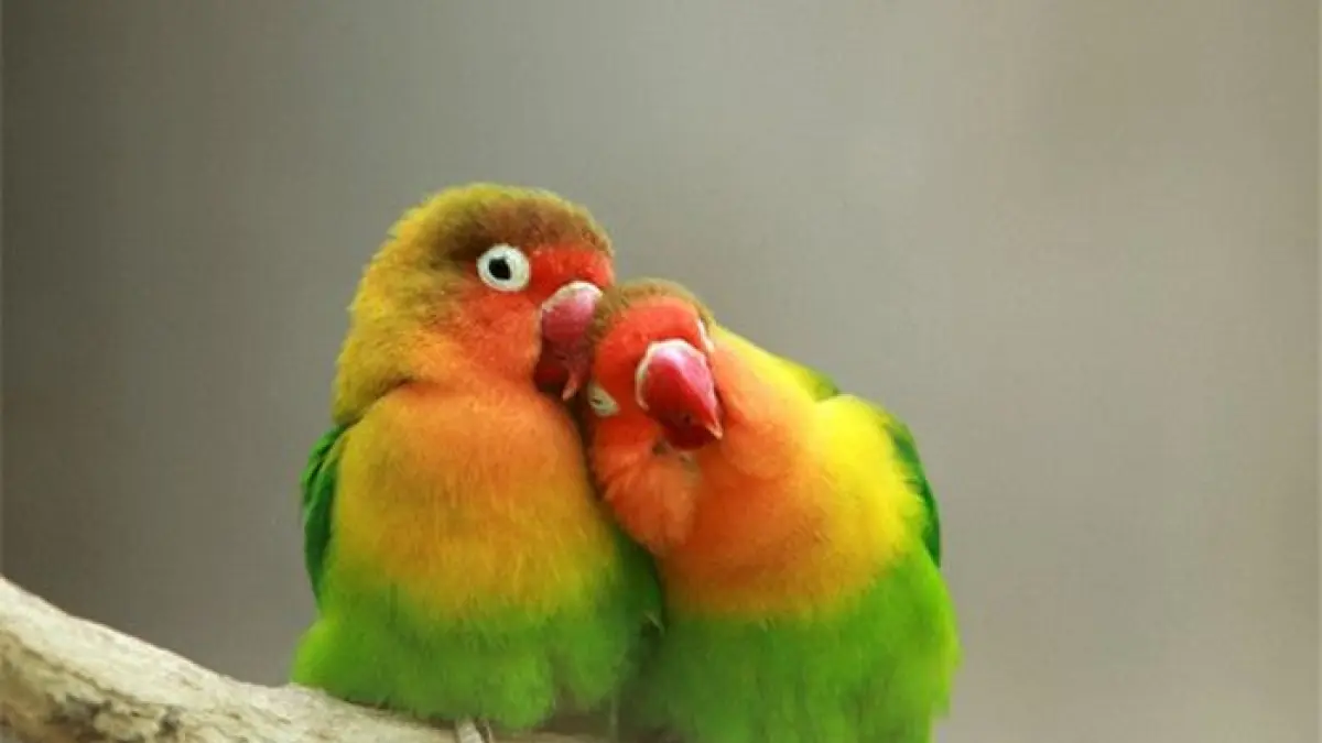 Panduan Ternak Kenari dan Breeding Lovebird Dun untuk Pemula