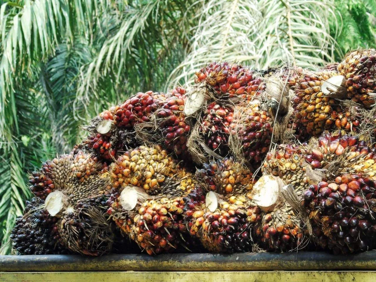 Harga Minyak Sawit Mentah Terus Melemah di Tengah Lonjakan Stok