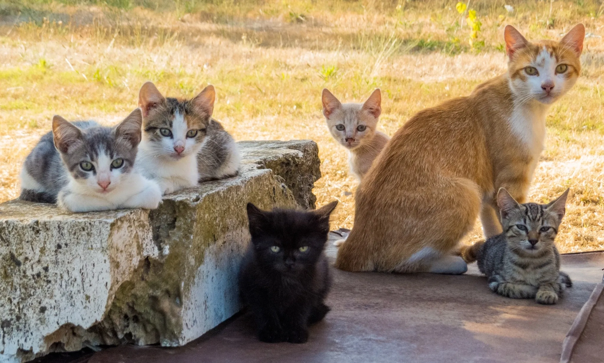 Sterilisasi Kucing Massal: Jalan Tengah Kendalikan Populasi dan Risiko Rabies