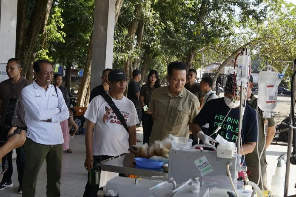 Sterilisasi Anjing Gratis: Senjata Ganda Kendalikan Populasi dan Rabies