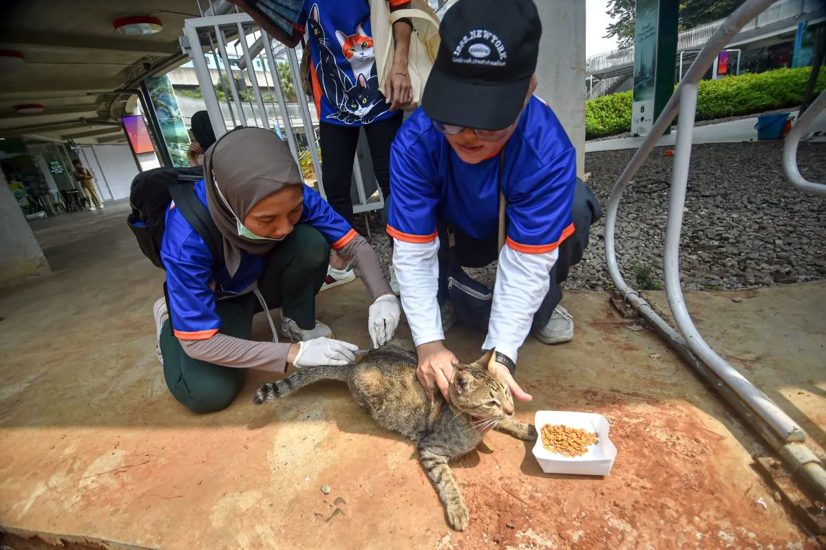 Vaksinasi Rabies Massal untuk Kucing Liar di Blok M