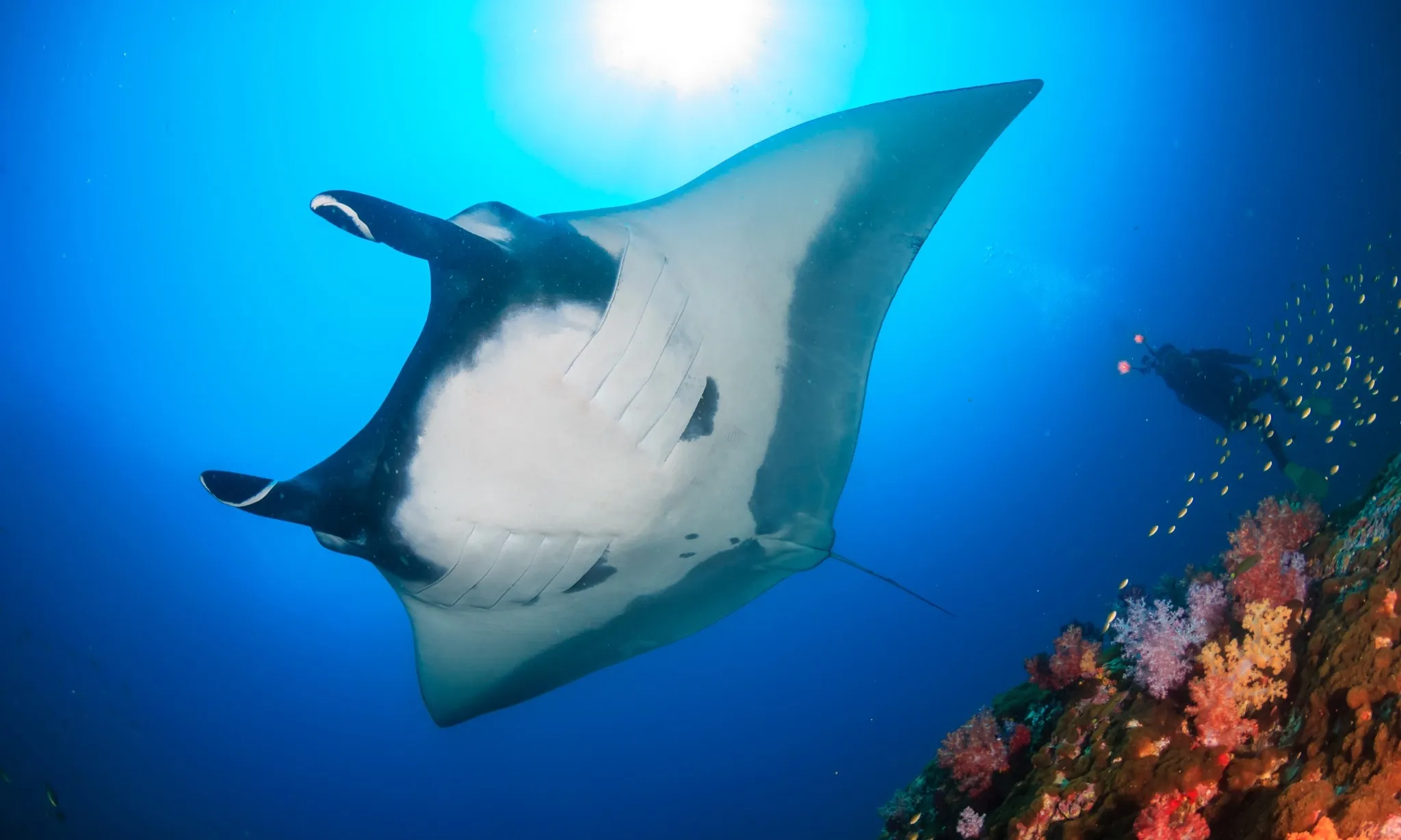 Manta Impact Bond: Taruhan Hasil untuk Menyelamatkan Pari Manta