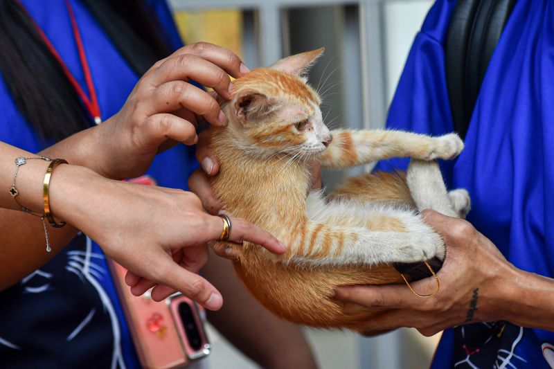Vaksinasi Rabies Massal untuk Kucing Liar di Blok M