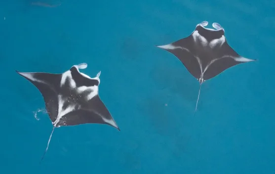 Manta Impact Bond: Taruhan Hasil untuk Menyelamatkan Pari Manta