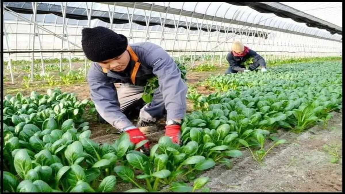 Kerja di Jepang demi Membahagiakan Orang Tua: Berat tapi Mengubah Hidup