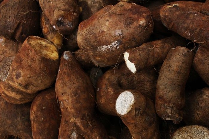 Umbi Tradisional: Talas, Ube, dan Kimpul sebagai Sumber Serat dan Energi Harian