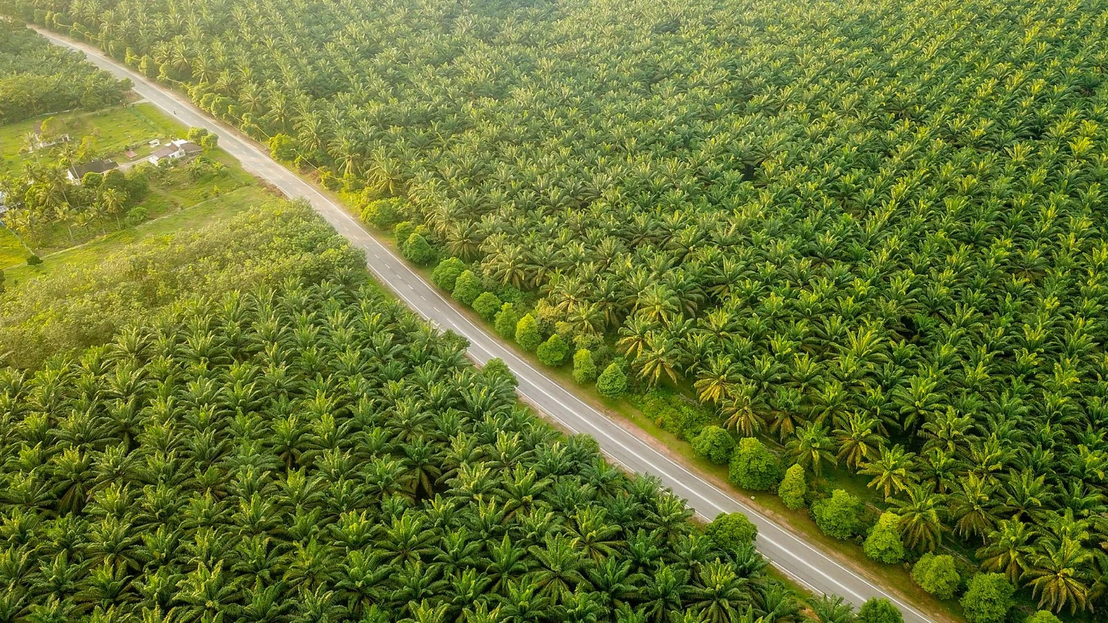 Program TJSL Sawit PalmCo: Dari Ketahanan Pangan ke Pengamanan Kebun