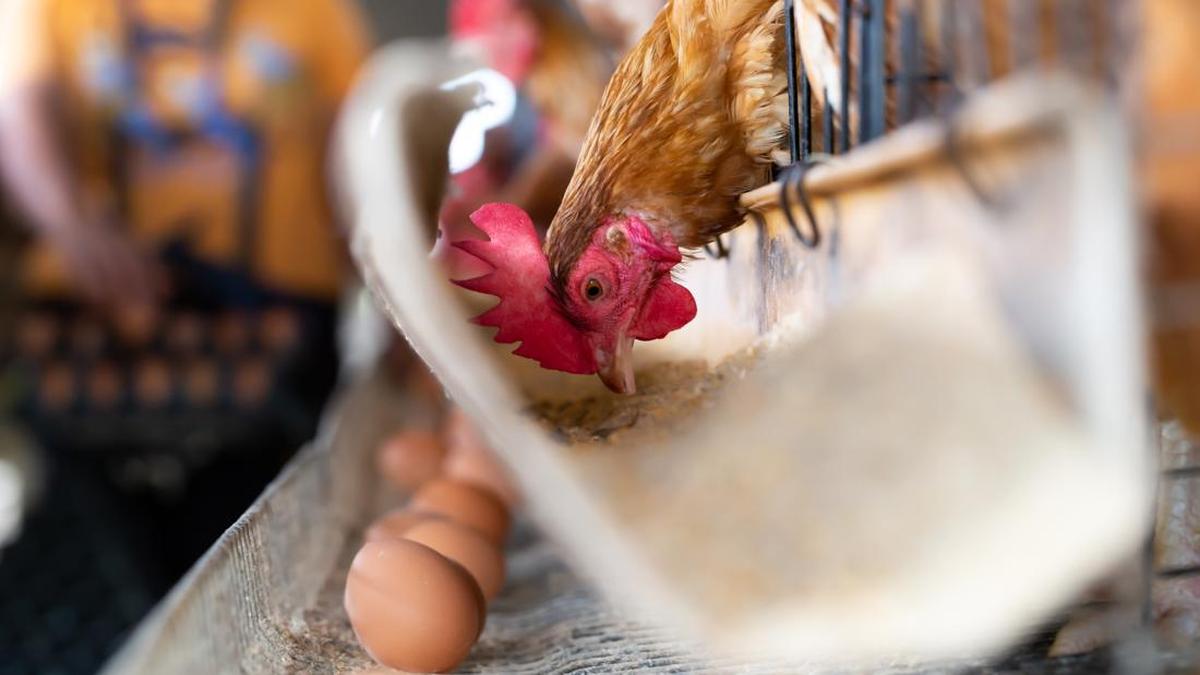 Memelihara Ayam Petelur di Rumah: Panduan Awal Praktis