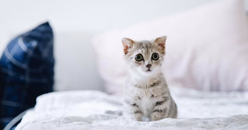 Panduan Lengkap Merawat Anak Kucing Tanpa Induk di Rumah