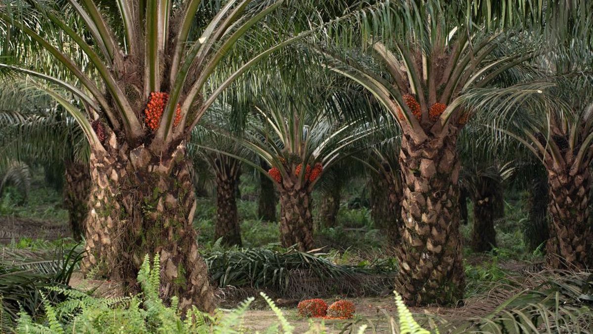 Sawit Riau: Mesin Ekonomi dari Kebun Rakyat hingga Industri