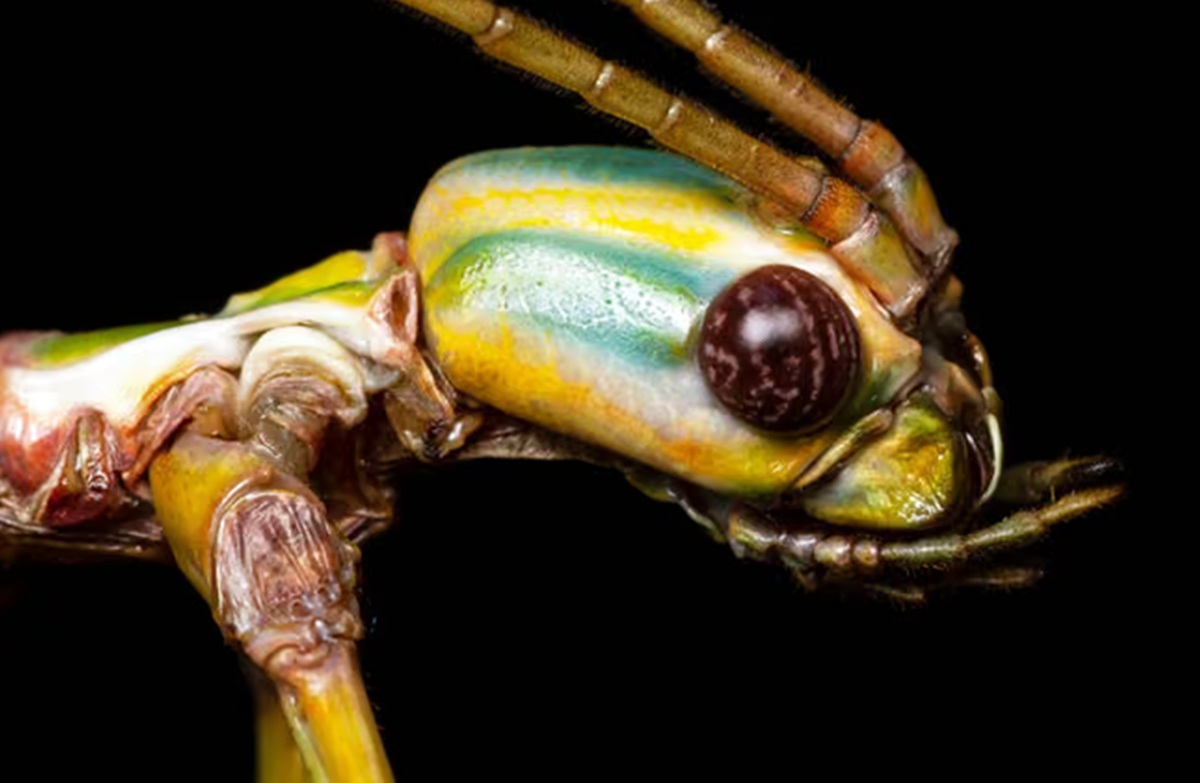 Tiga Fauna Australia Unik yang Mengubah Cara Kita Melihat Alam Liar