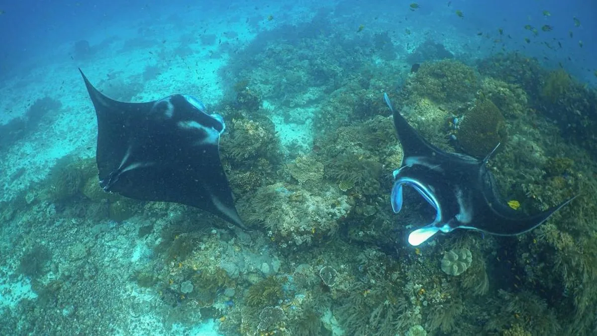 Manta Impact Bond: Taruhan Finansial untuk Menjaga Pari Manta