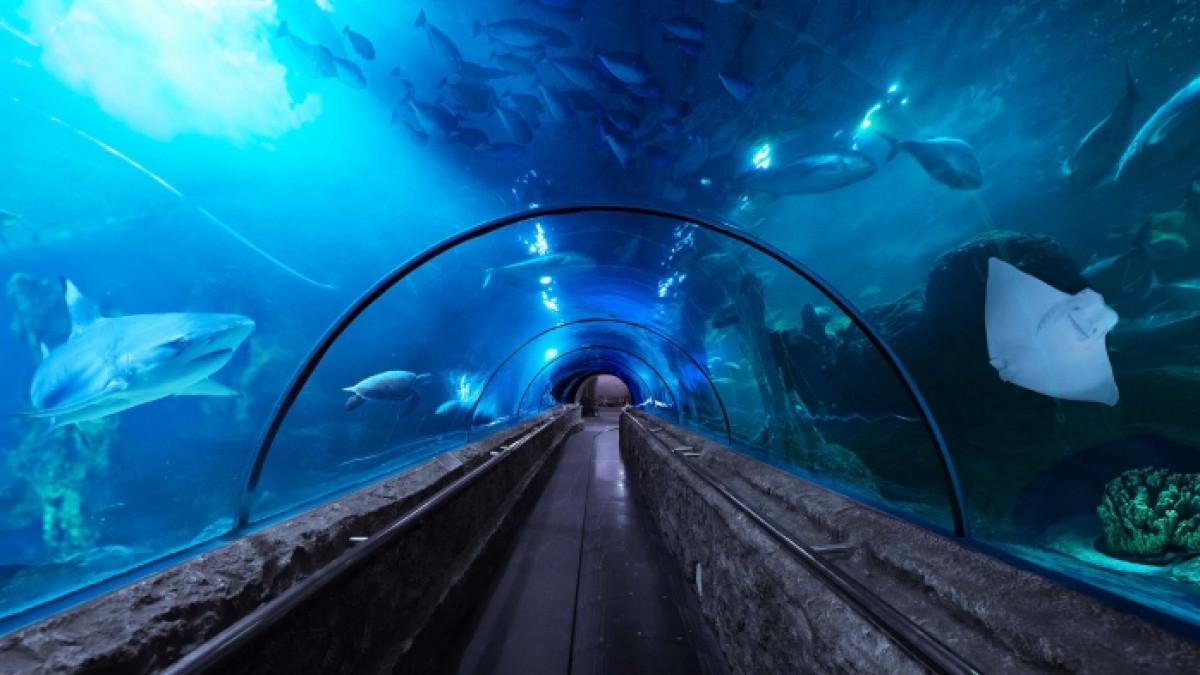 Tiket Wahana Jakarta Mulai Rp 41 Ribu: Panduan Promo Dufan, Bird Land, dan Sea World