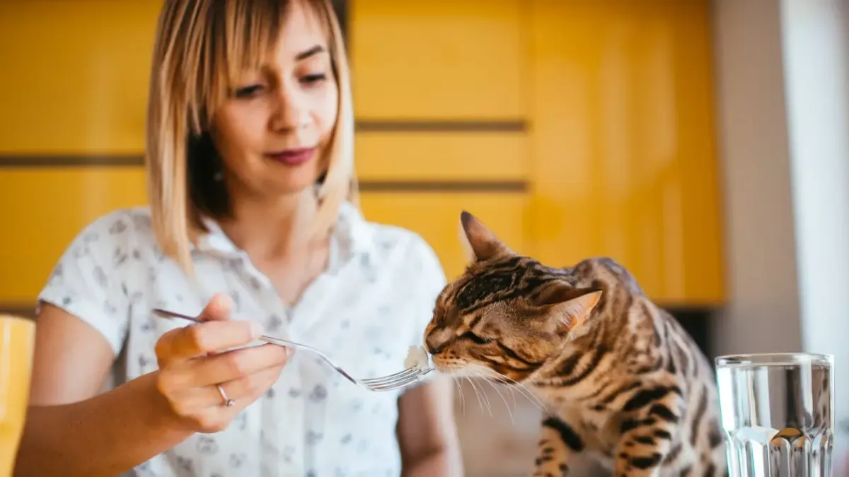 Panduan Lengkap Merawat Anak Kucing Tanpa Induk di Rumah