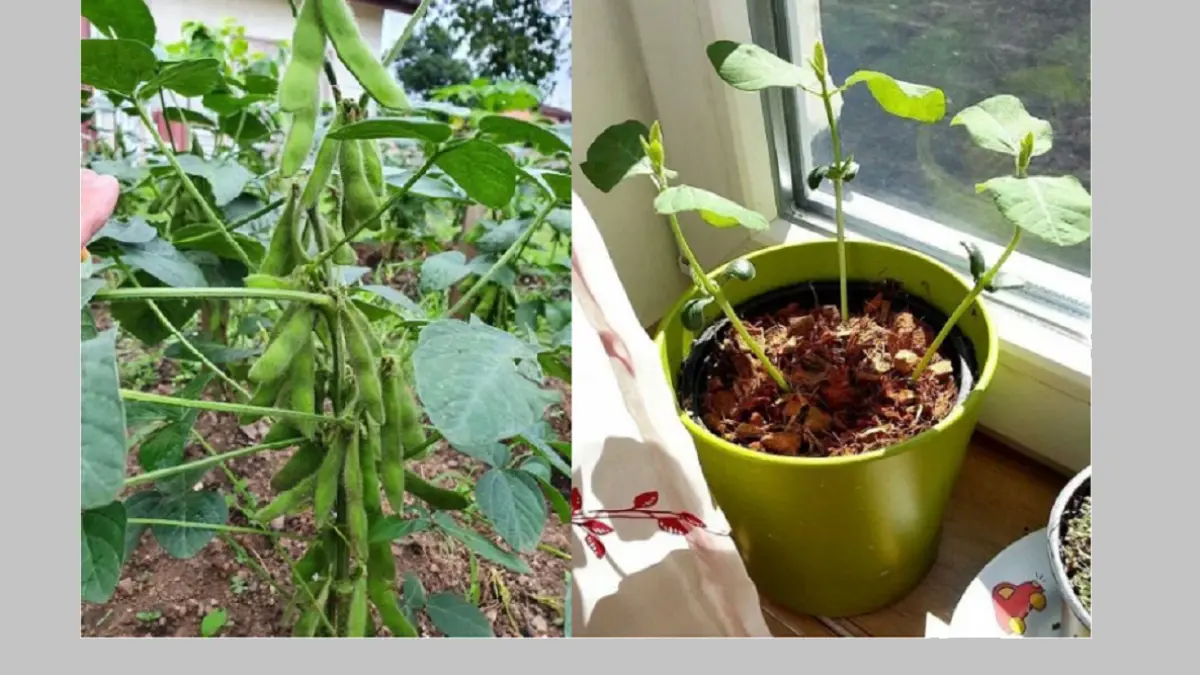 Tanam Sayuran Kaya Vitamin C di Pot: Panduan Lengkap di Rumah