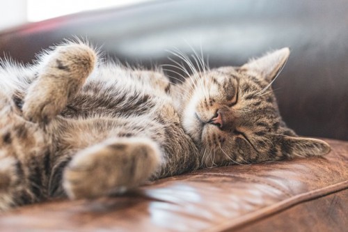 Sterilisasi 12.539 Kucing: TNR Jakarta Sudah di Titik Kritis