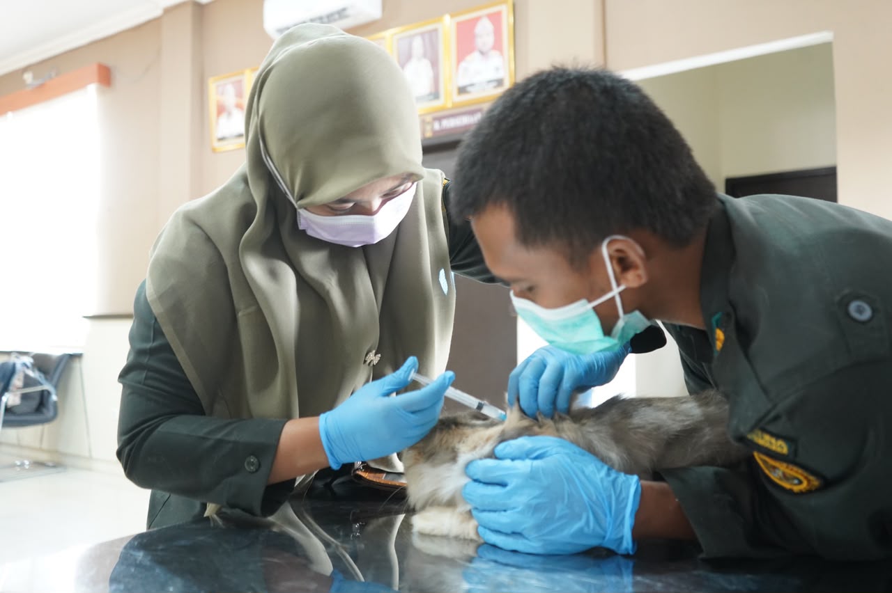 Balai Karantina Gelar Vaksinasi Rabies Massal Gratis: 122 Hewan Peliharaan Terlindungi