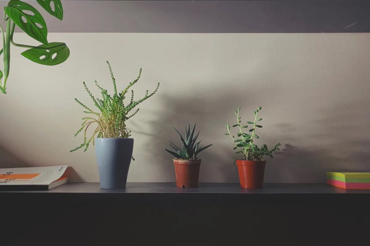 7 Tanaman Indoor Tahan Banting untuk Ruang Sempit