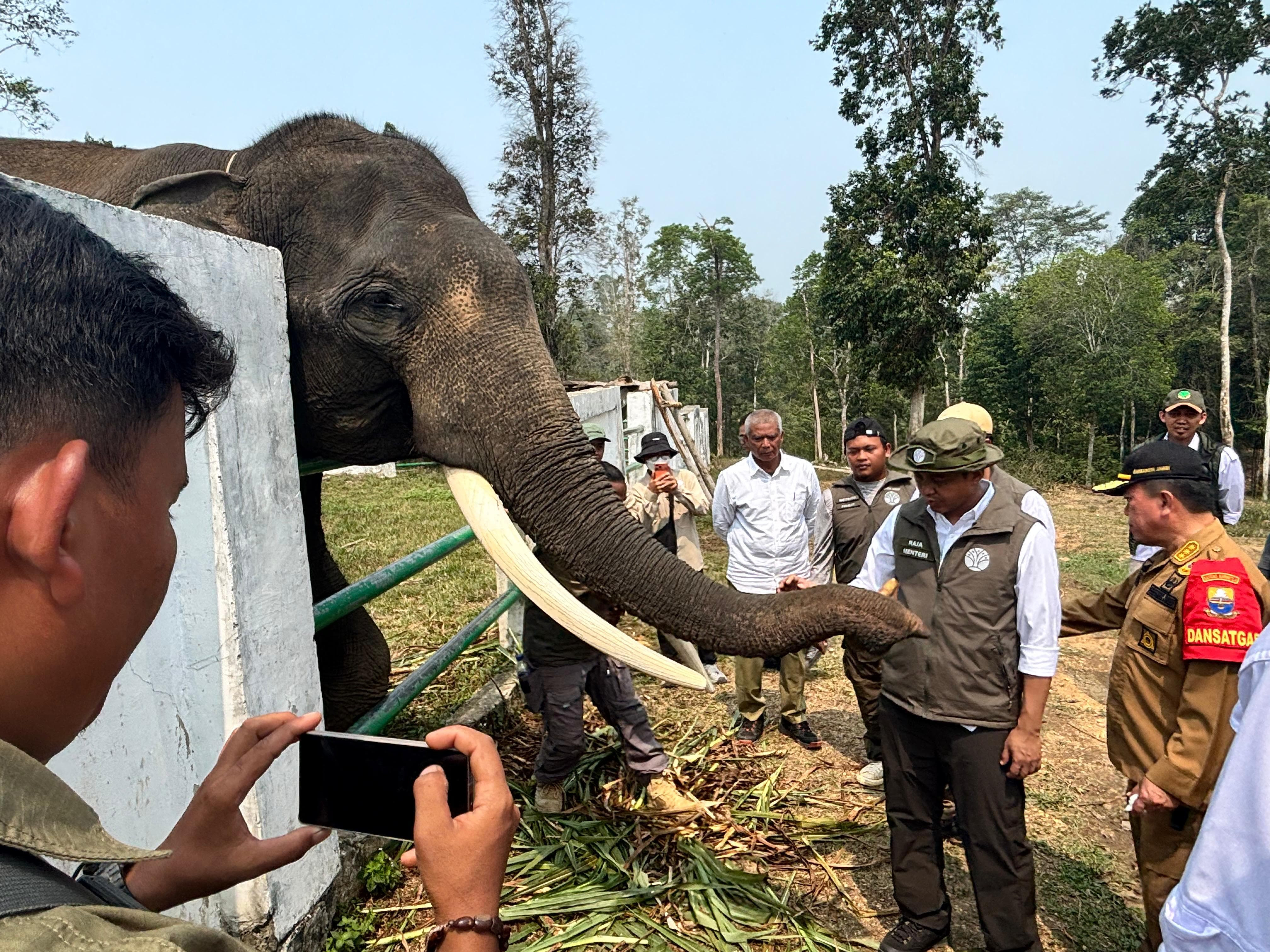Melindungi Koridor Gajah Sumatra dari Gempuran Perambahan Ilegal