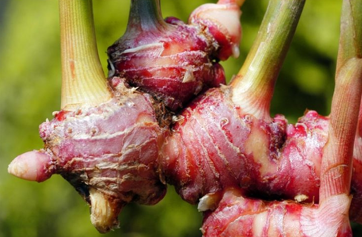 Jahe Merah dan Bawang Putih Tunggal untuk Imun dan Nyeri Sendi