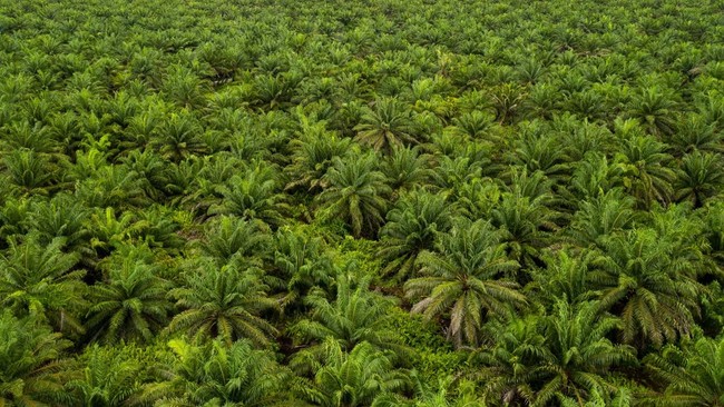 Mengapa Harga Minyak Sawit Berpotensi Menyalip Minyak Kedelai