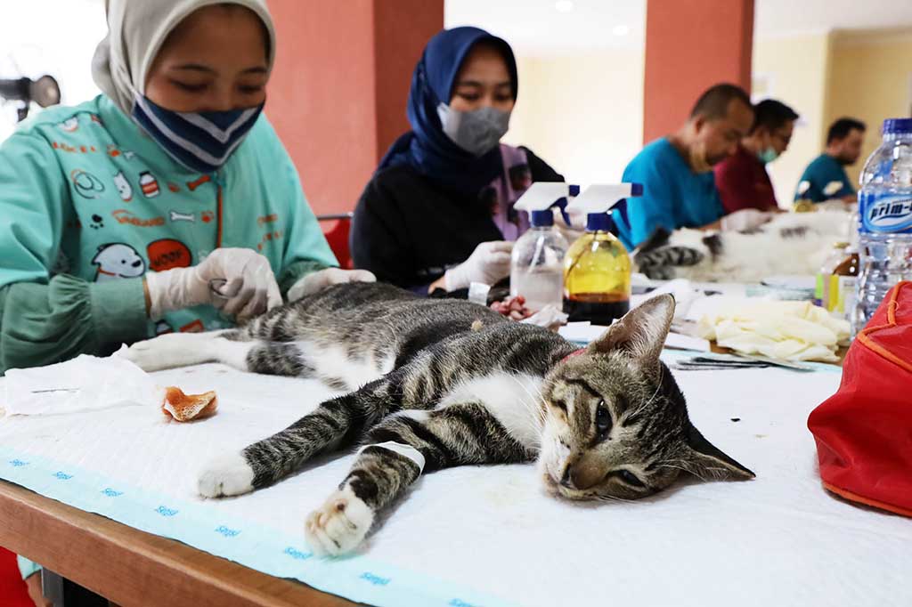 Sterilisasi 12.539 Kucing: TNR Jakarta Sudah di Titik Kritis