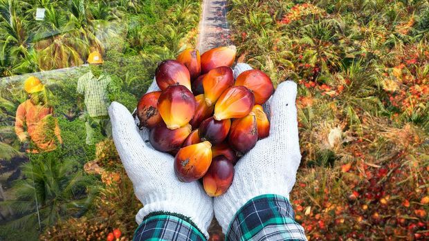 Mengapa Harga Minyak Sawit Berpotensi Menyalip Minyak Kedelai