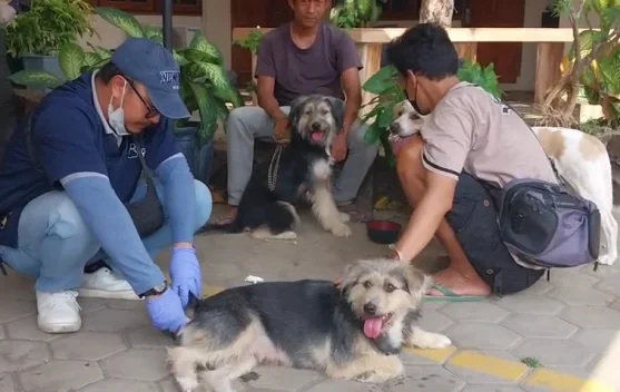 Ratusan Hewan Divaksin Rabies Gratis: Bukti Nyata Program Kesehatan Hewan Berjalan