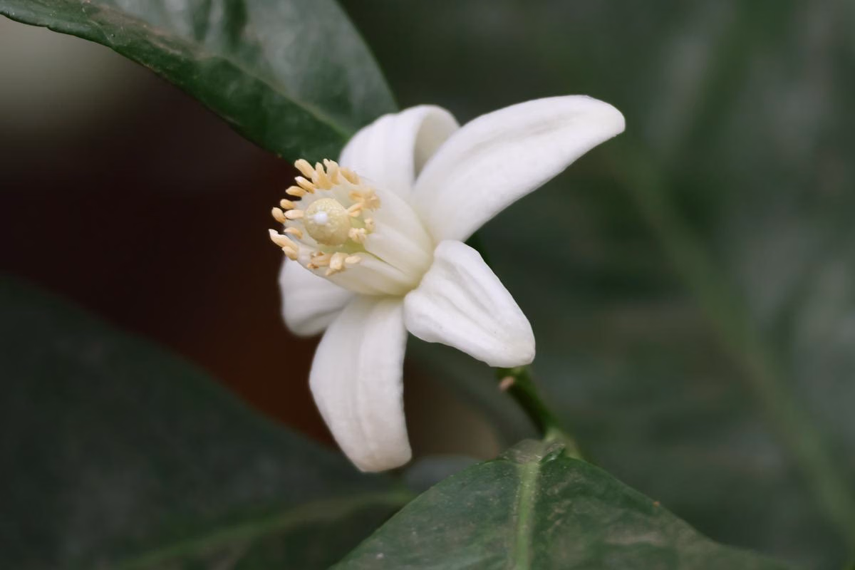 Panduan Lengkap Aroma Floral: Jasmine, Neroli, dan Cherry Blossom