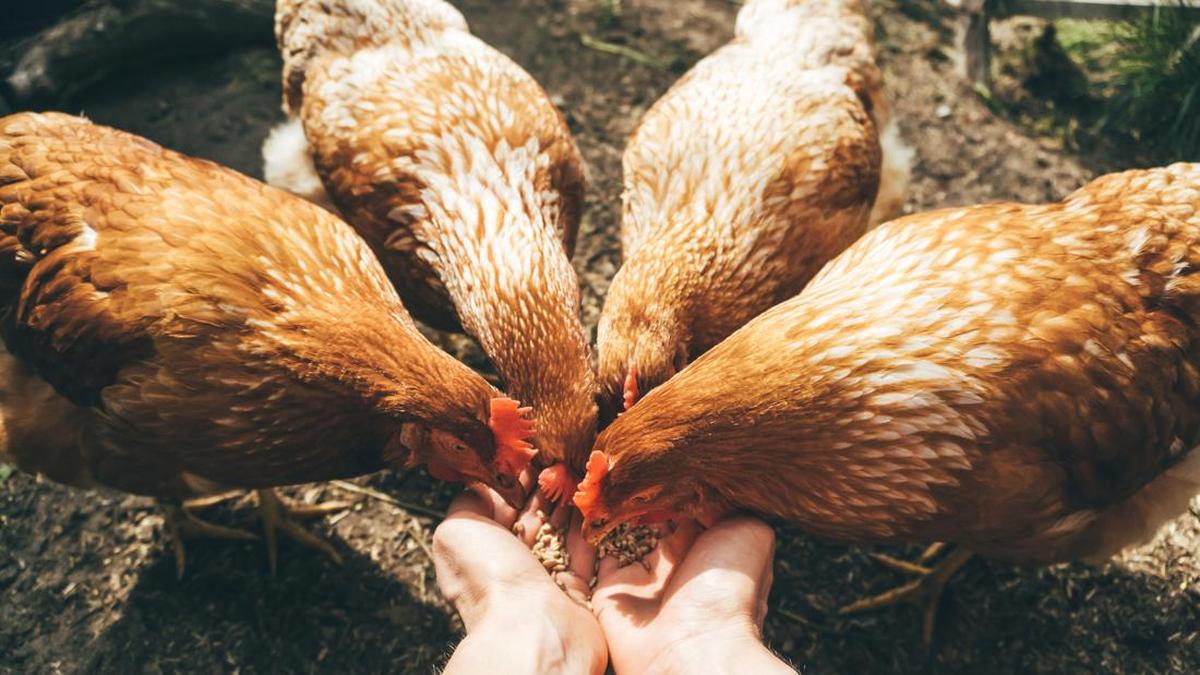 Memelihara Ayam di Rumah Saat Musim Flu: Panduan Pencegahan dan Deteksi Dini