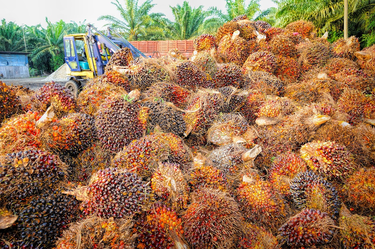 Dari Singkong dan Durian ke Produk Premium: Peluang Emas UMKM