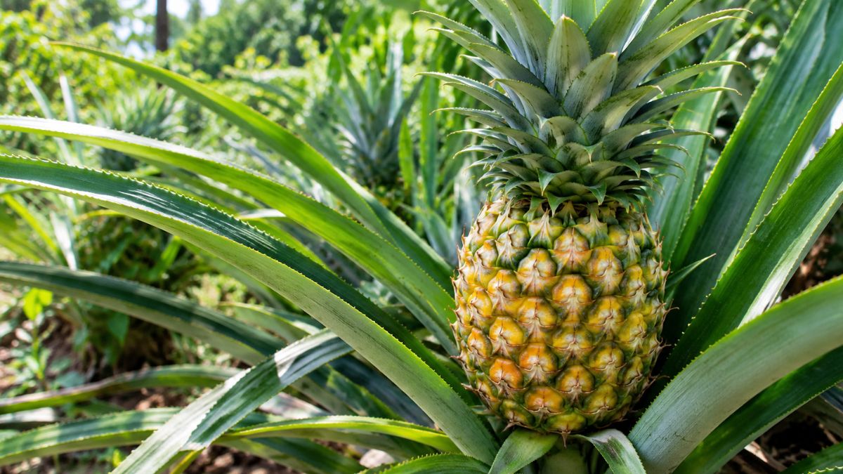 Nanas dan Timun Suri: Duo Buah Tropis untuk Pencernaan dan Hidrasi