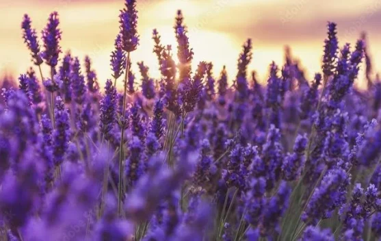 Lavender Benar-Benar Menurunkan Tekanan Darah?