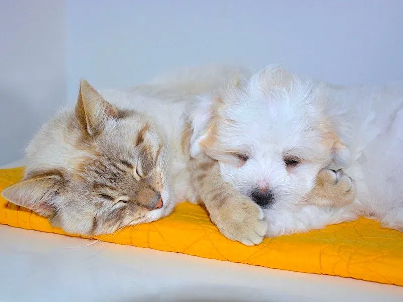 Rutinitas Perawatan Harian Kucing dan Anjing untuk Kesehatan Optimal