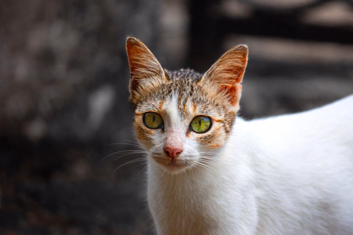 Memahami 5 Perilaku Kucing yang Sering Disalahartikan