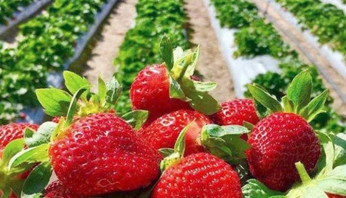 Perbandingan Nutrisi Buah untuk Diet: Pir, Apel, atau Blueberi?