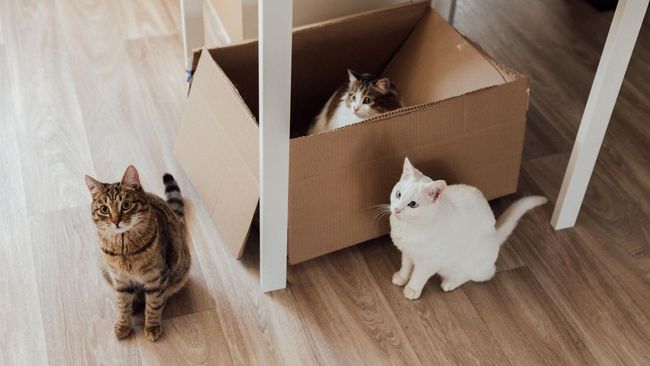 Mengapa Kucing Memilih Kardus Dibanding Tempat Tidur Mahal