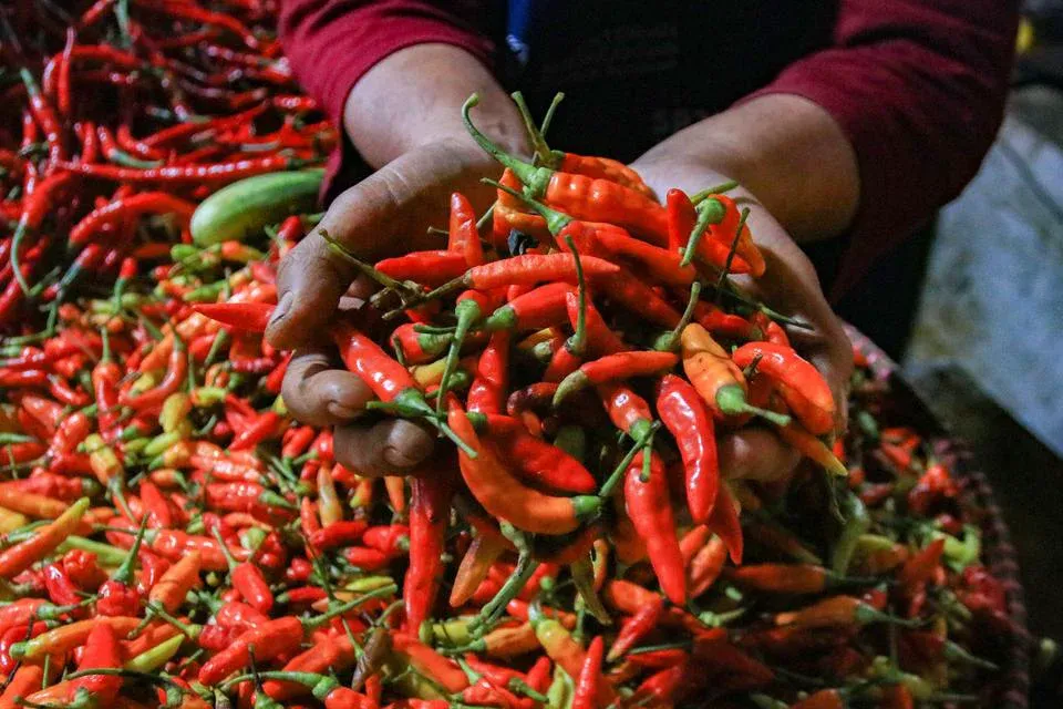 Harga Cabai Rawit Melambung: Saatnya Belanja Lebih Cerdas