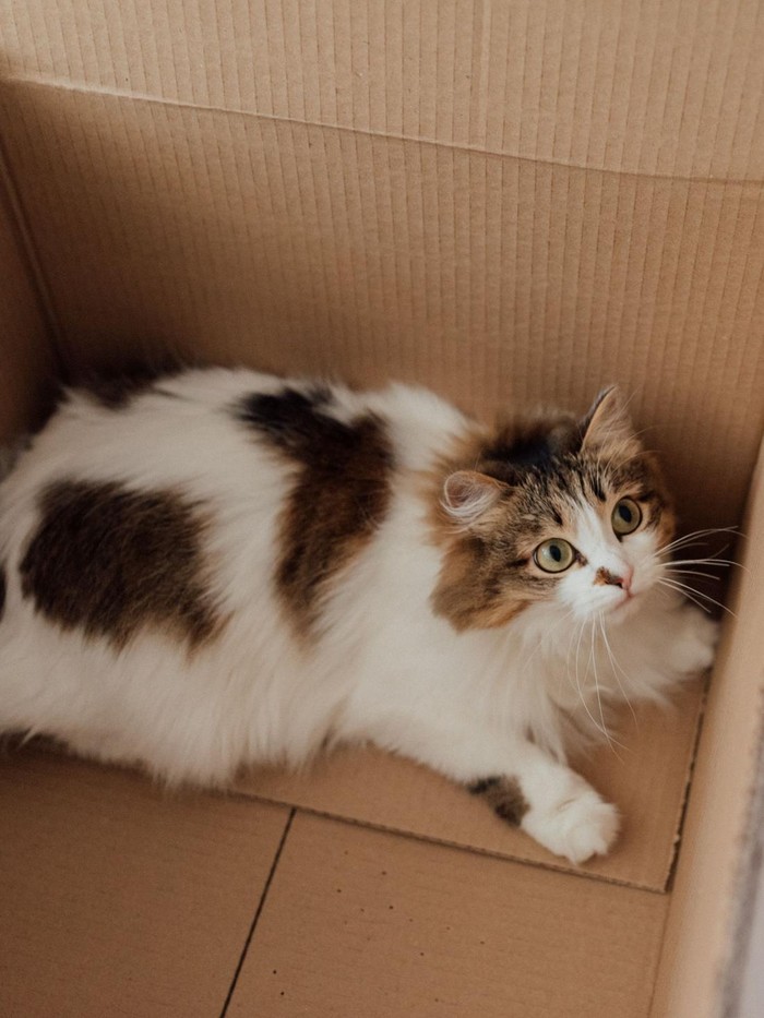 Mengapa Kucing Memilih Kardus Dibanding Tempat Tidur Mahal