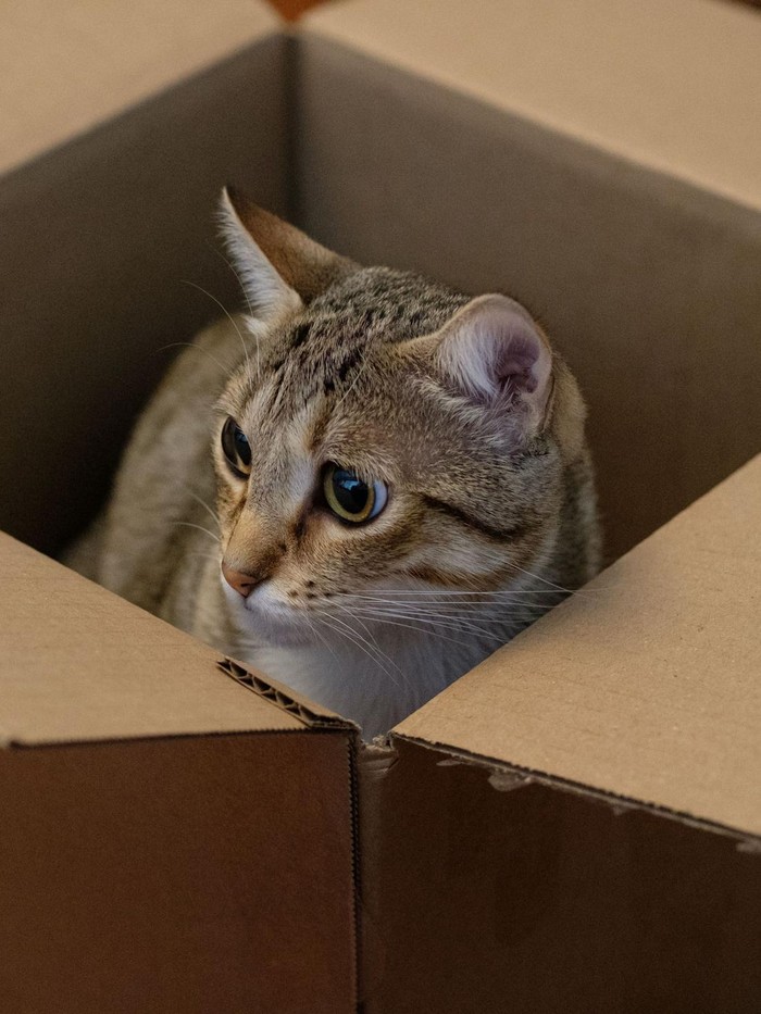 Mengapa Kucing Memilih Kardus Dibanding Tempat Tidur Mahal