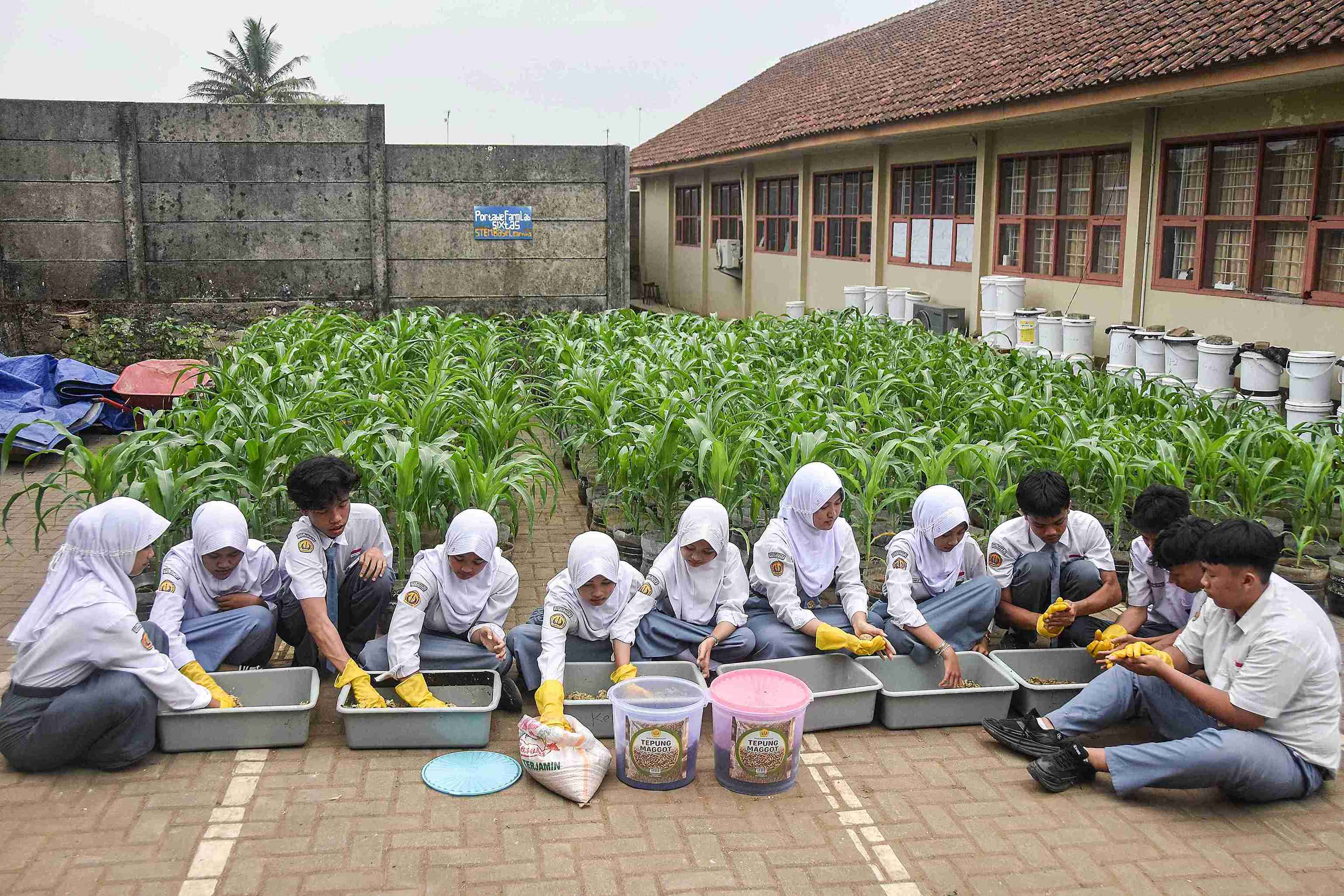 Dari Sisa Makanan ke Pakan Ternak: Inovasi Siswa Menghidupkan Ekonomi Sirkular di Sekolah