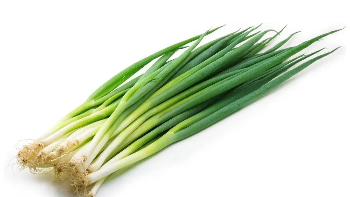 Tanam Bumbu Segar di Dapur: Panduan Praktis Herb Rumahan