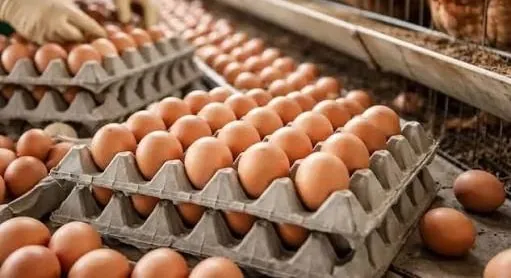 Program Makan Bergizi Gratis Gandakan Asupan Protein Anak