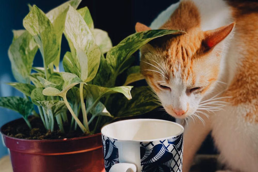 7 Perilaku Kucing Aneh yang Ternyata Masuk Akal