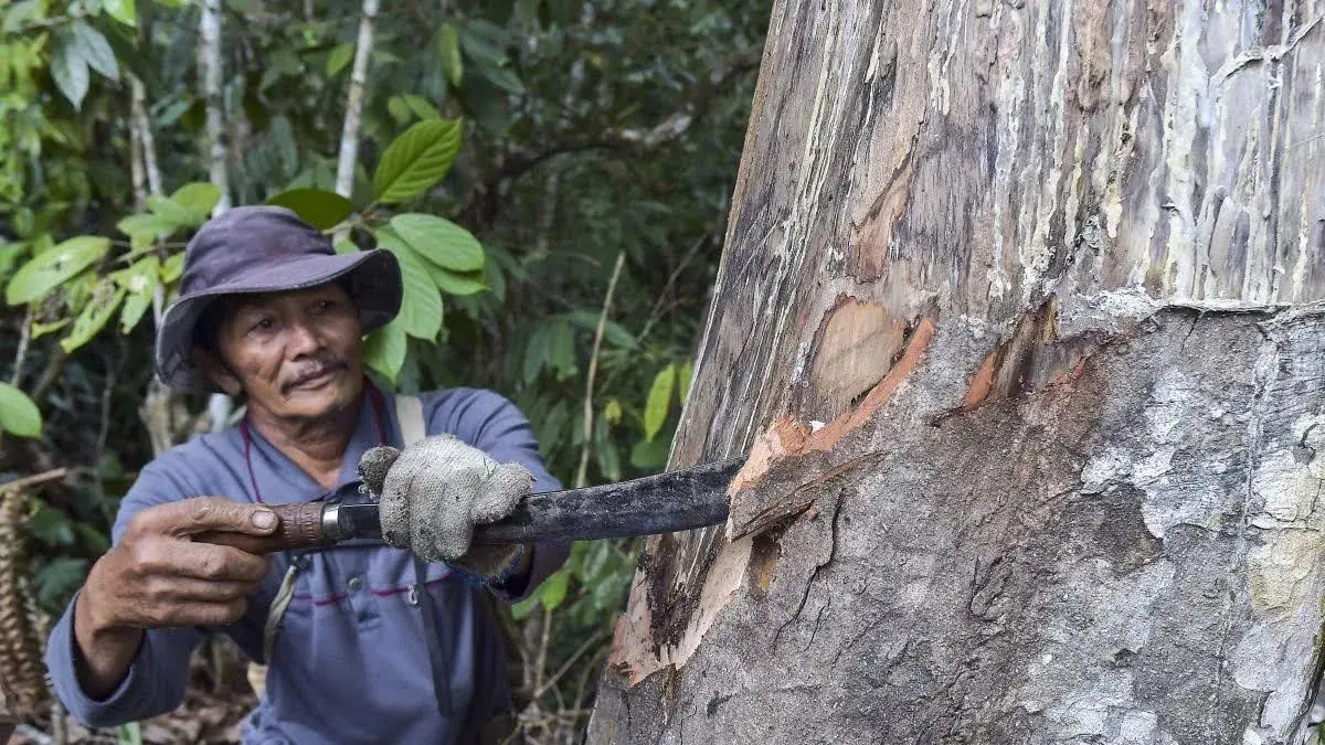 Dari Kemenyan Tradisional ke Parfum Aromaterapi UMKM